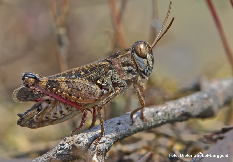 Italienische Schoenschrecke